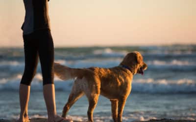 Best Therapy Dogs For Addiction Recovery