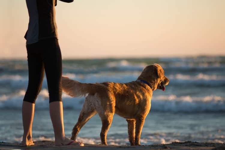 Best Therapy Dogs For Addiction Recovery