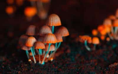 The Long-Term Effects of Mushrooms