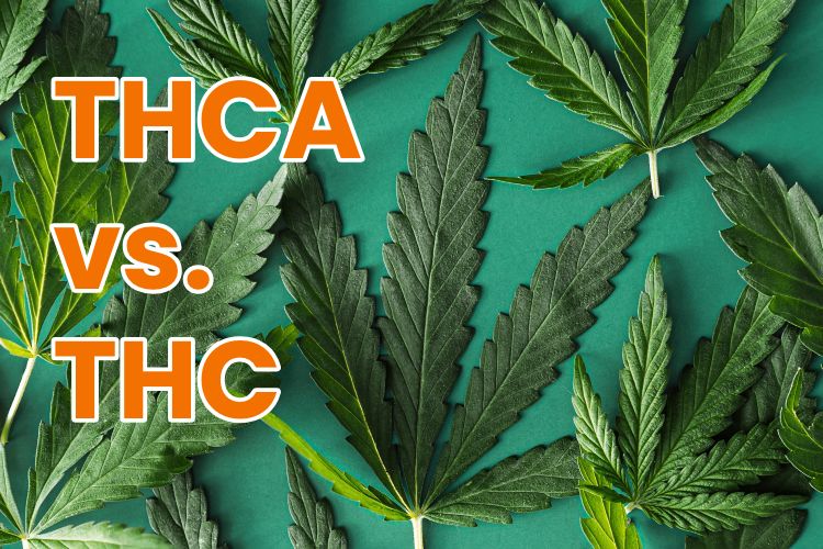 THCA vs THC Background of green cannabis leaves