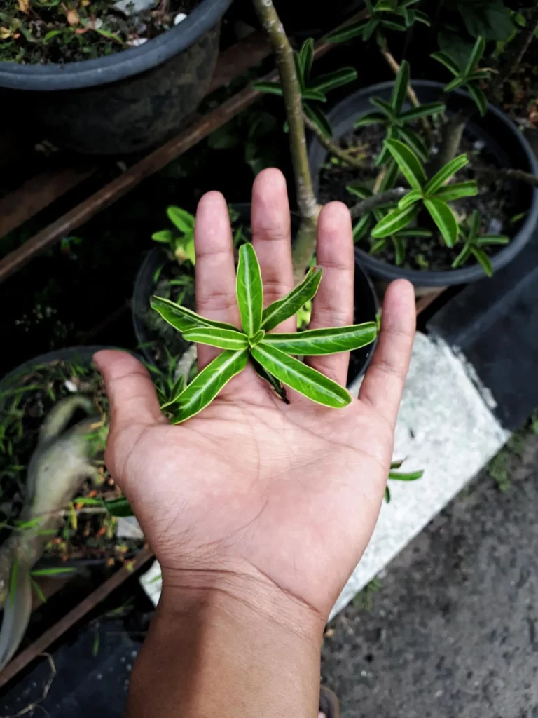 helping love add img14